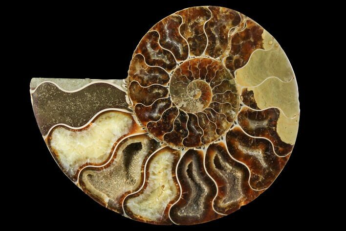 Agatized Ammonite Fossil (Half) - Crystal Chambers #111499